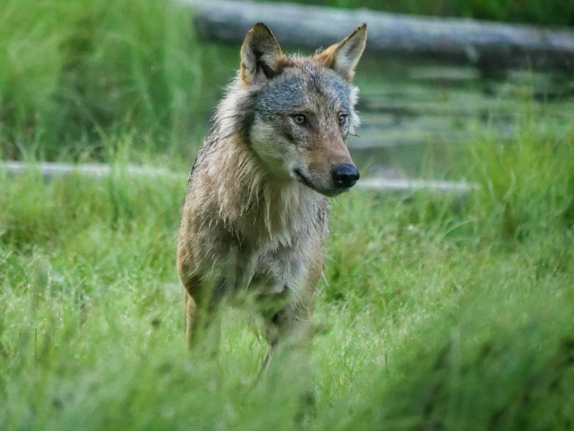 Finnland Wildlife