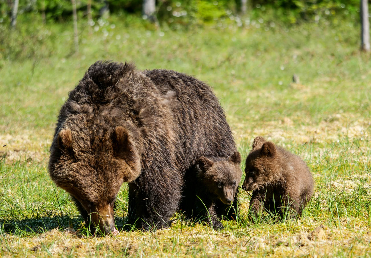 Martinselkonen Wilds Centre