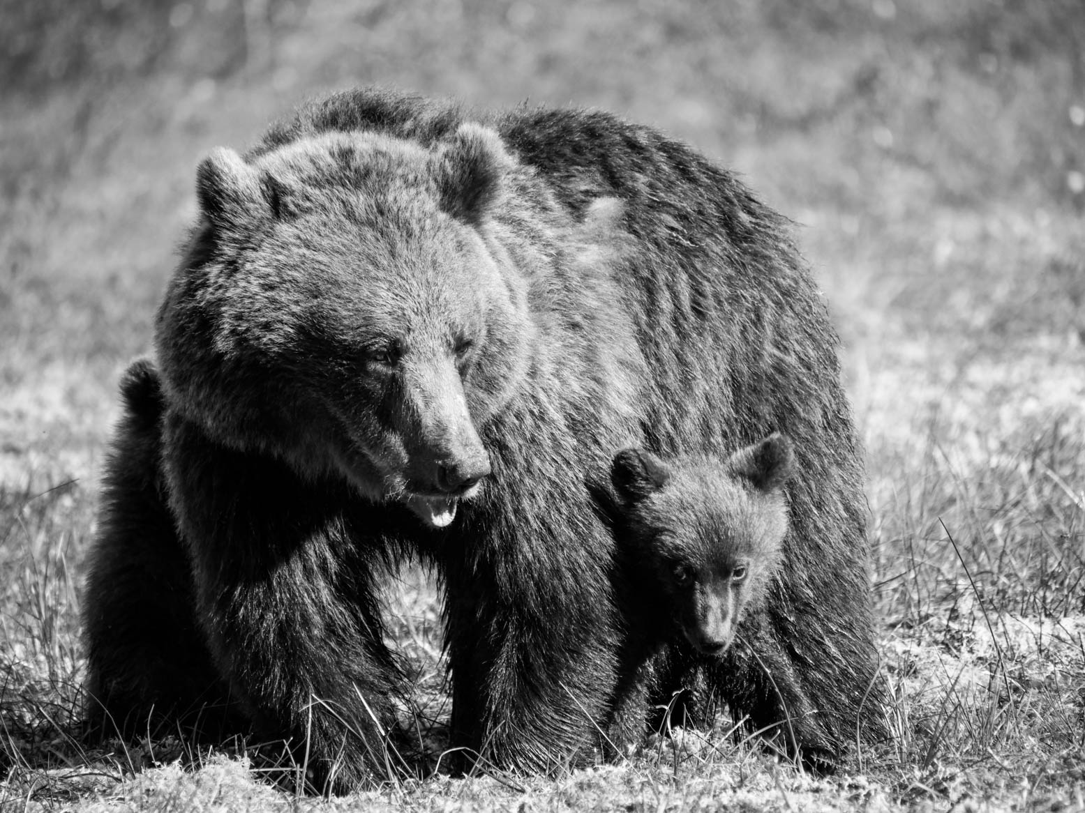 Martinselkonen Wilds Centre