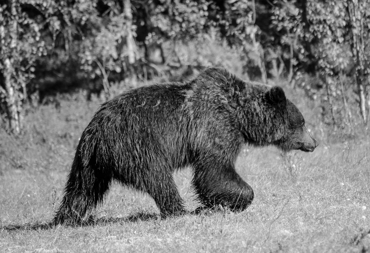 Martinselkonen Wilds Centre