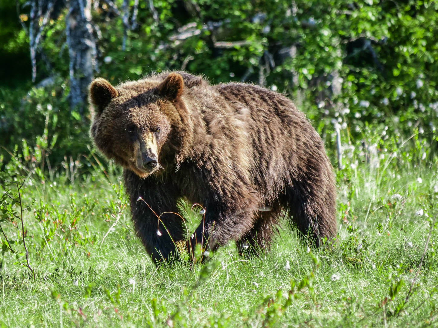 Martinselkonen Wilds Centre