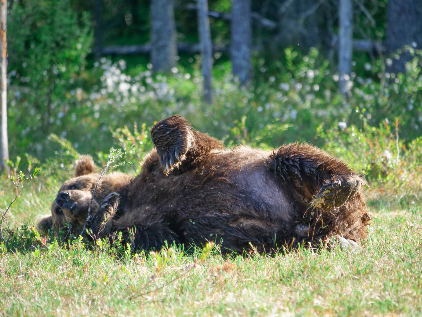 Martinselkonen Wilds Centre