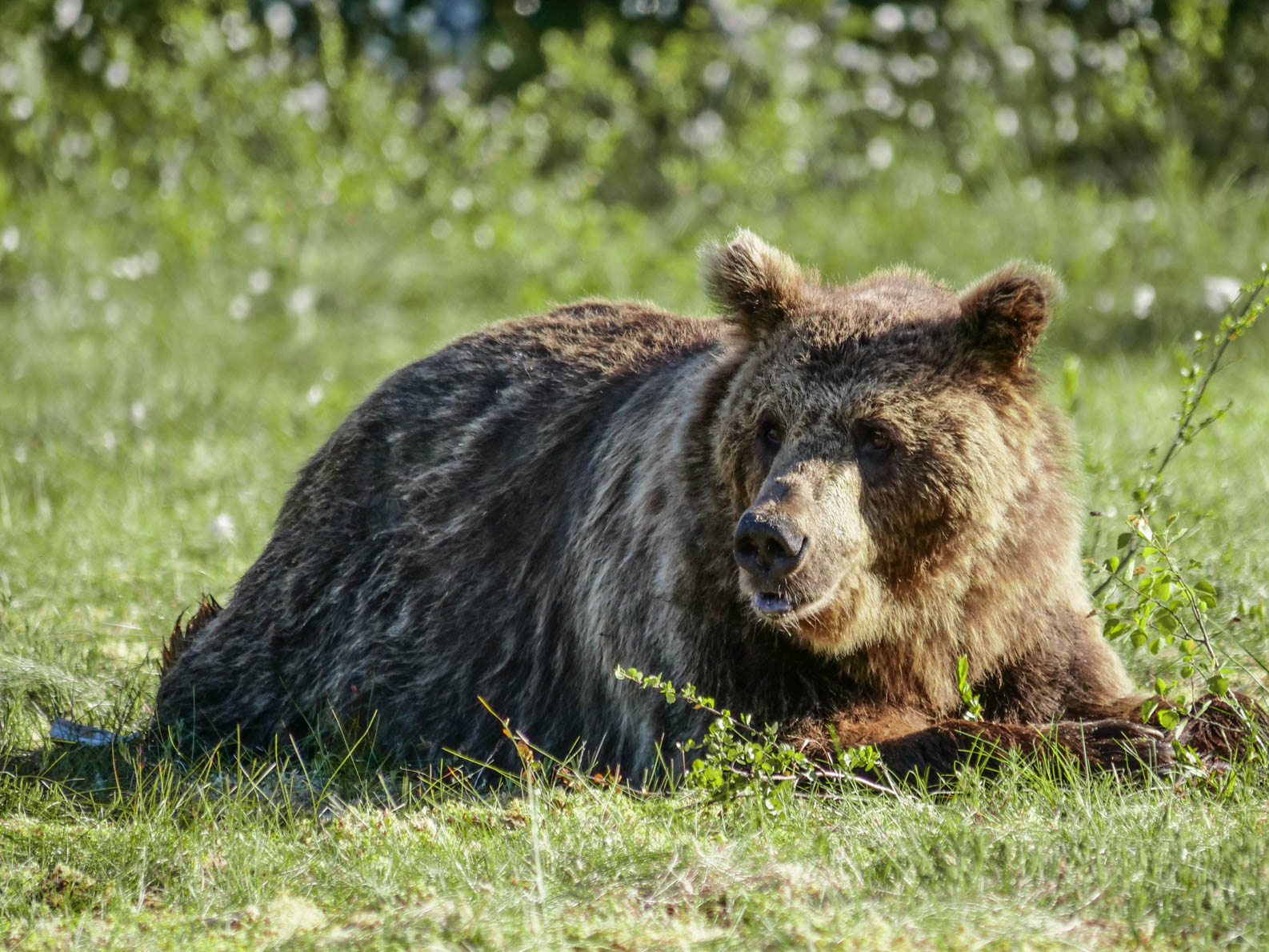 Martinselkonen Wilds Centre