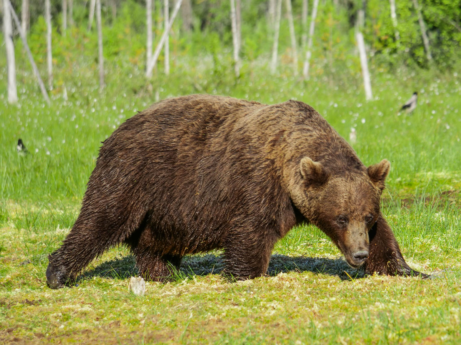 Martinselkonen Wilds Centre