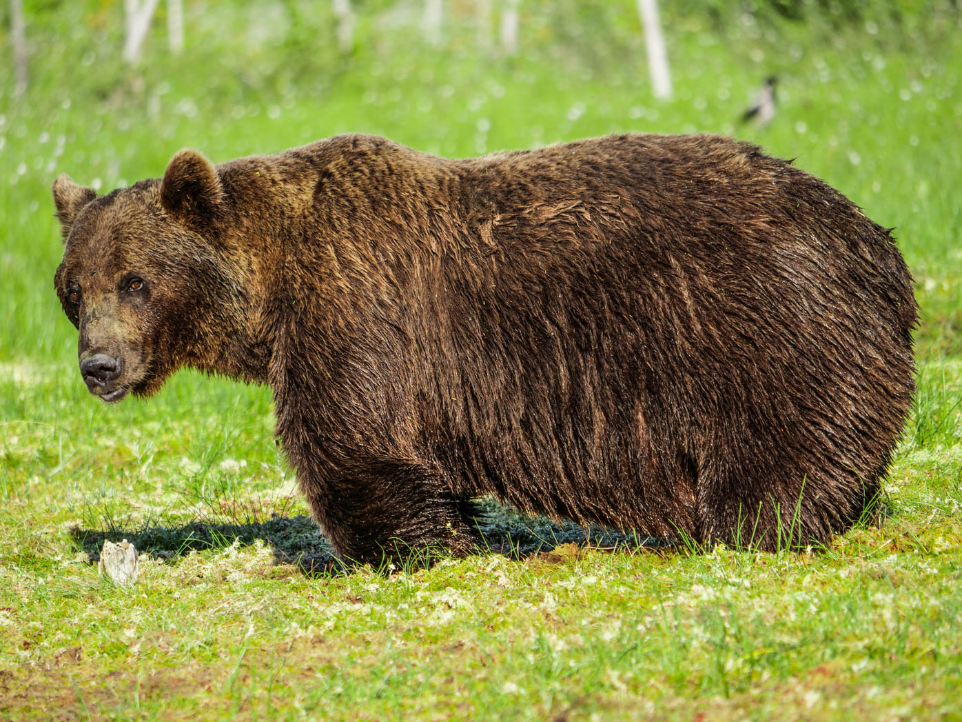 Martinselkonen Wilds Centre