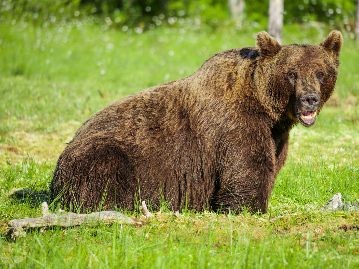 Martinselkonen Wilds Centre