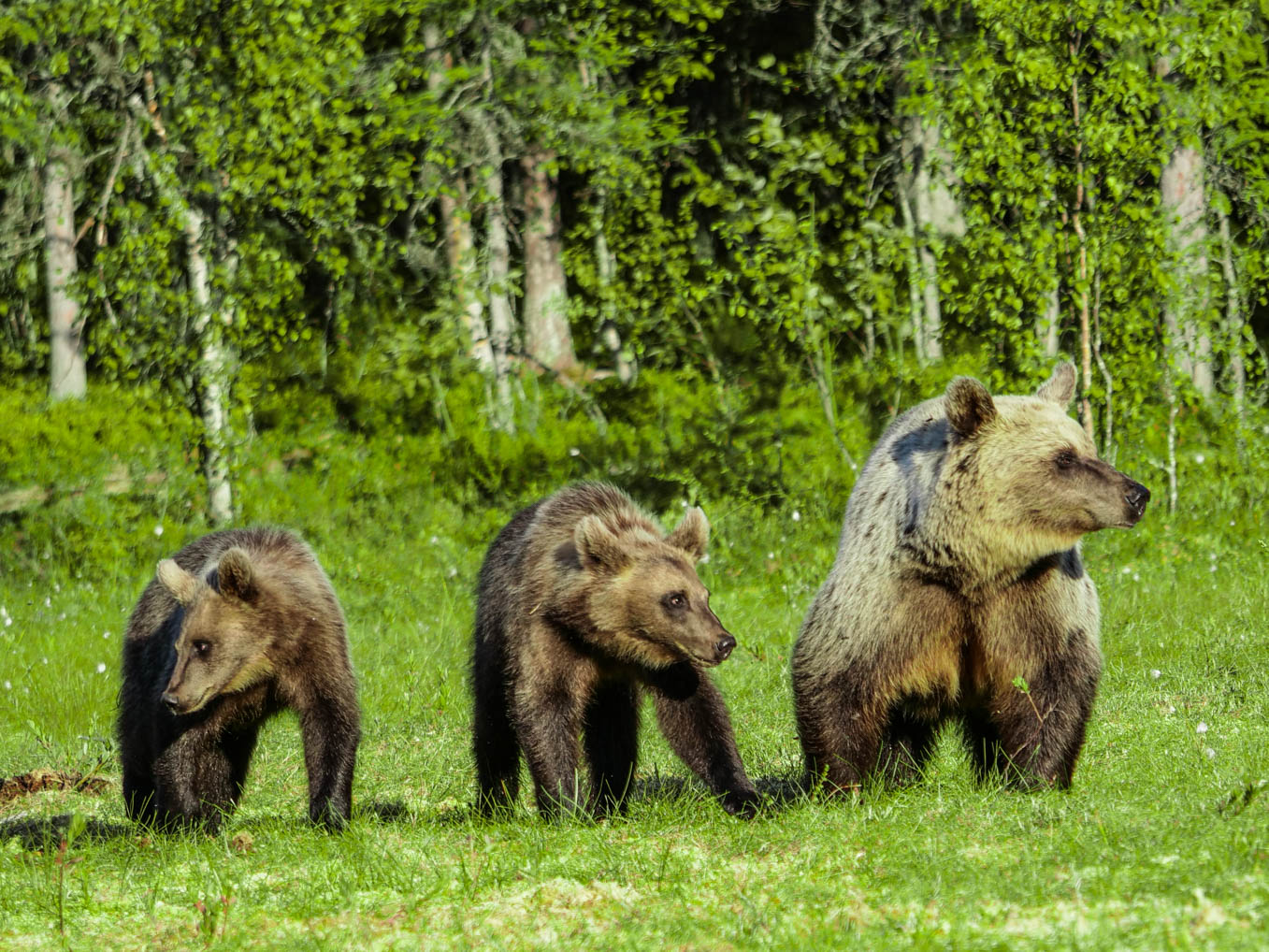Martinselkonen Wilds Centre
