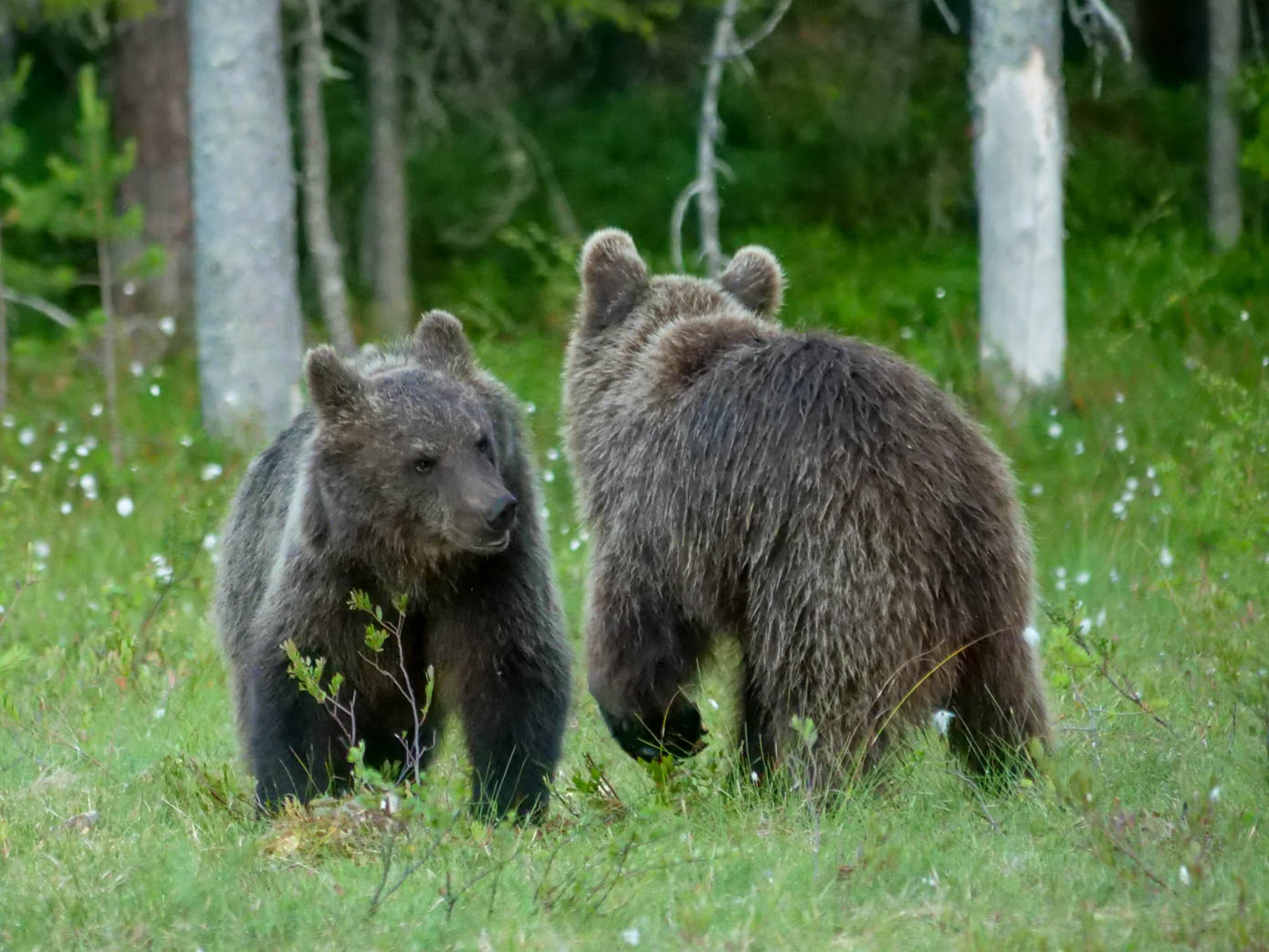 Martinselkonen Wilds Centre