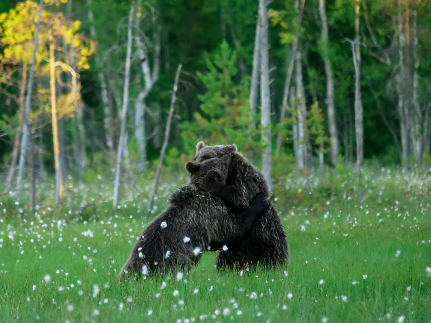 Martinselkonen Wilds Centre