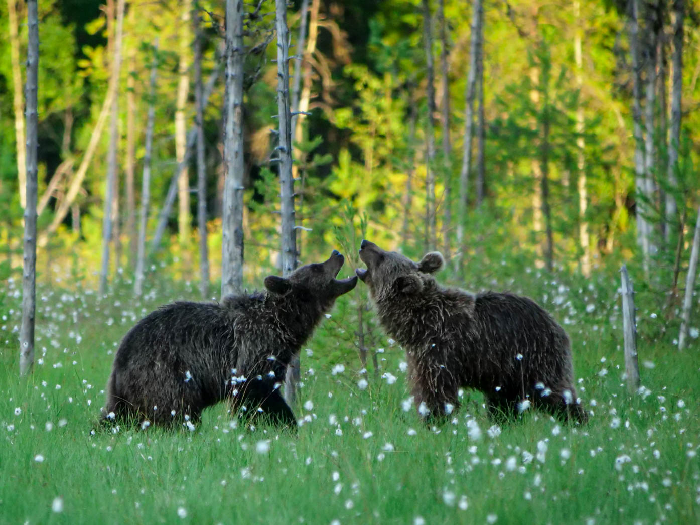 Martinselkonen Wilds Centre