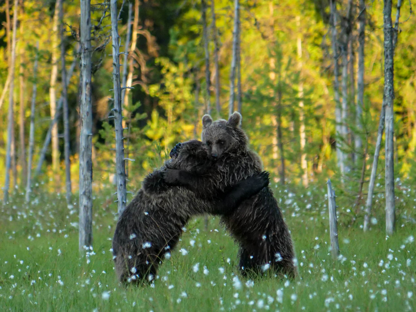 Martinselkonen Wilds Centre