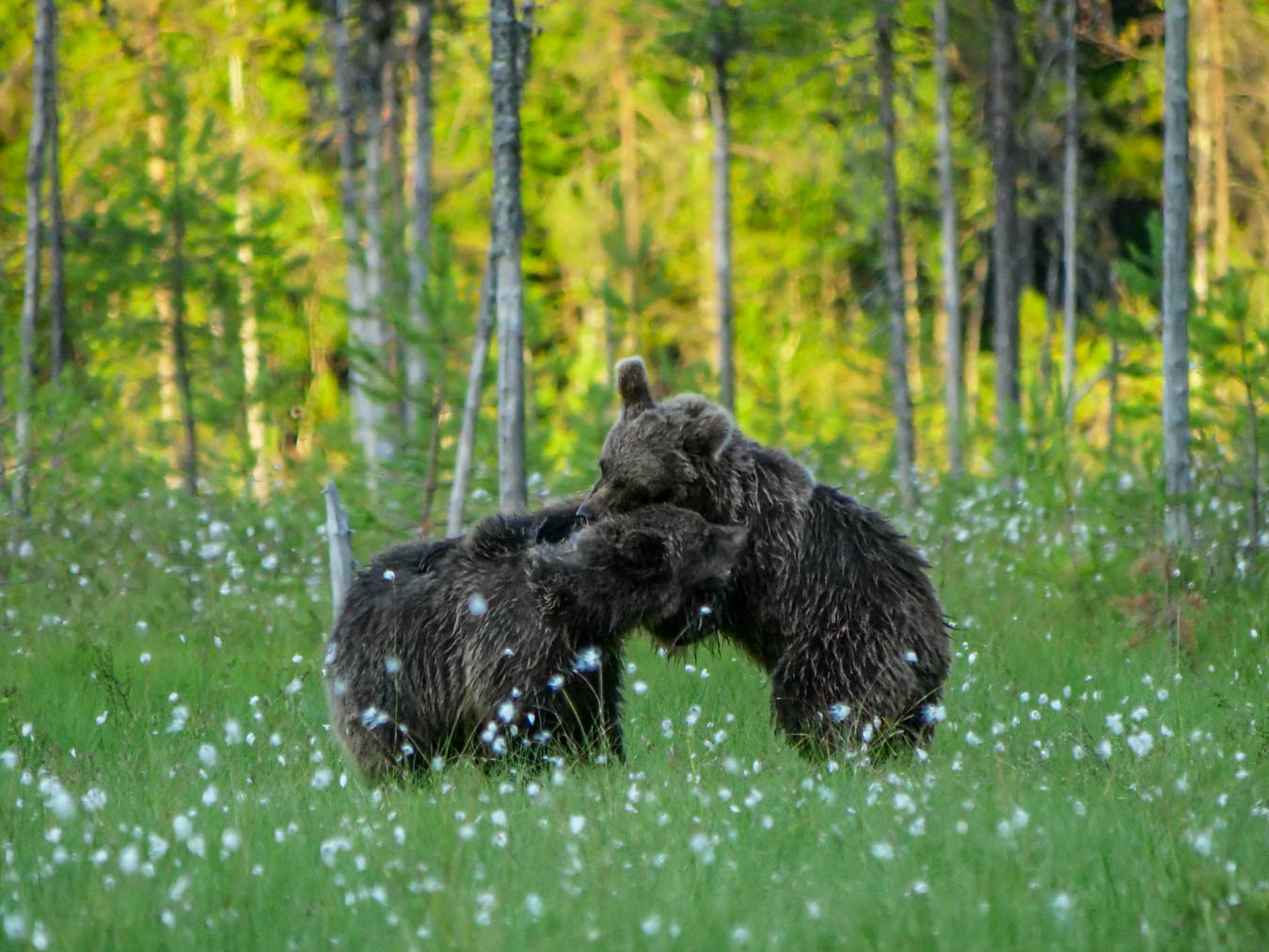 Martinselkonen Wilds Centre