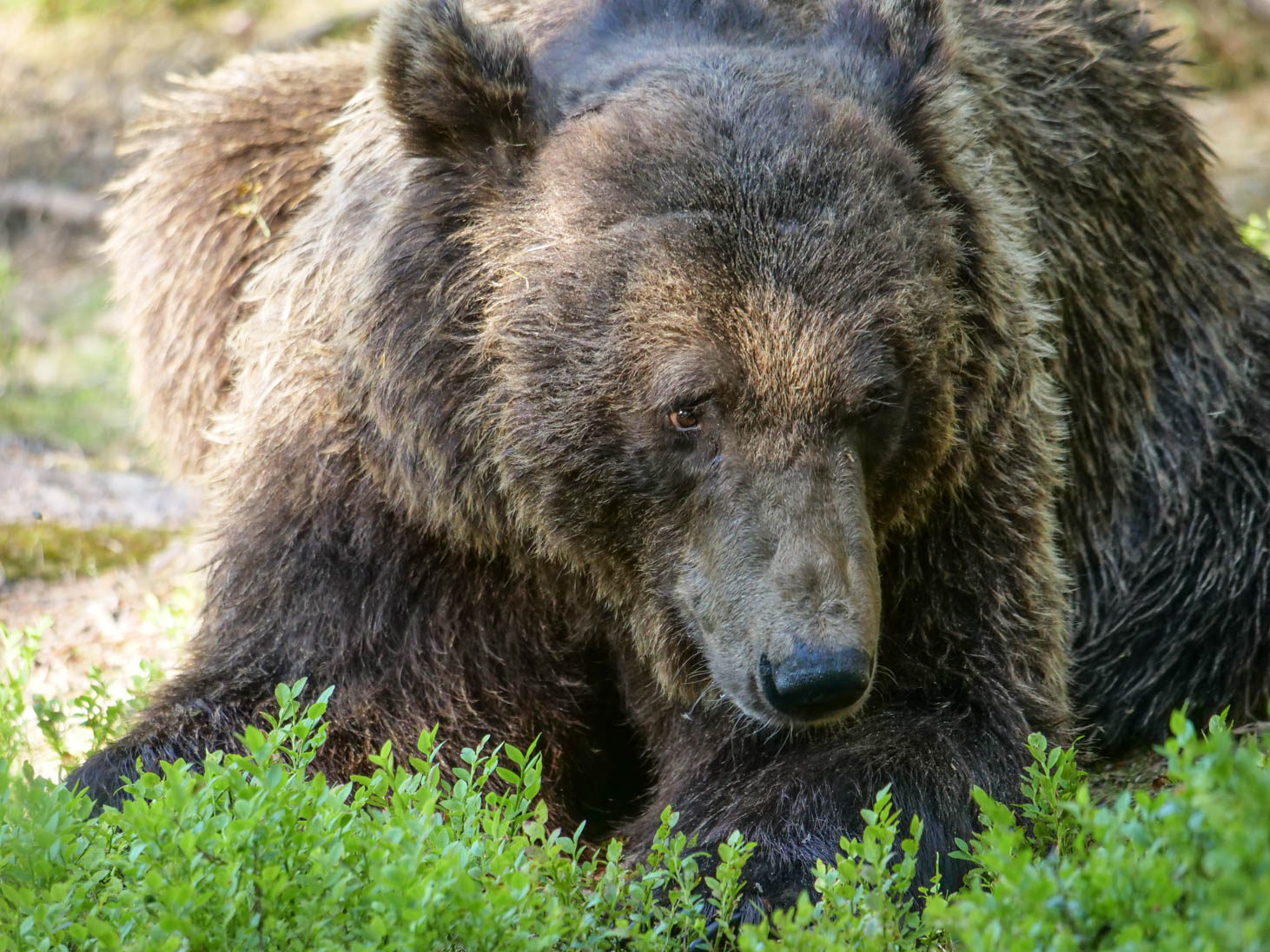 Martinselkonen Wilds Centre