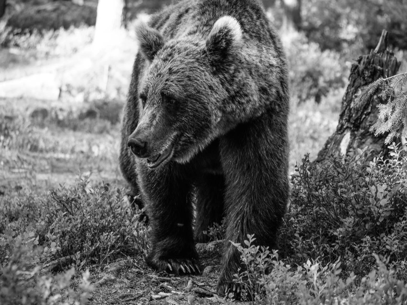 Martinselkonen Wilds Centre