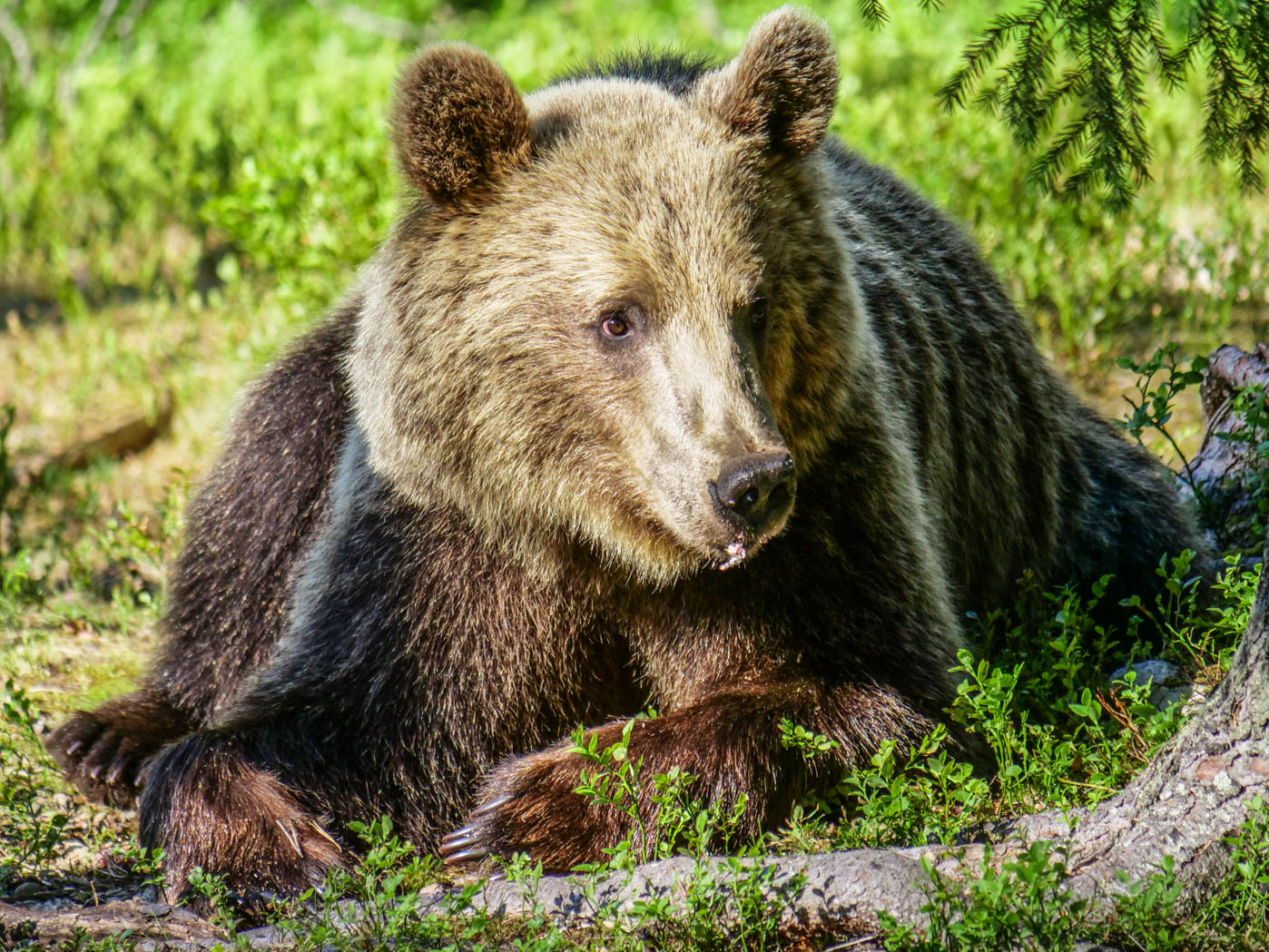 Martinselkonen Wilds Centre