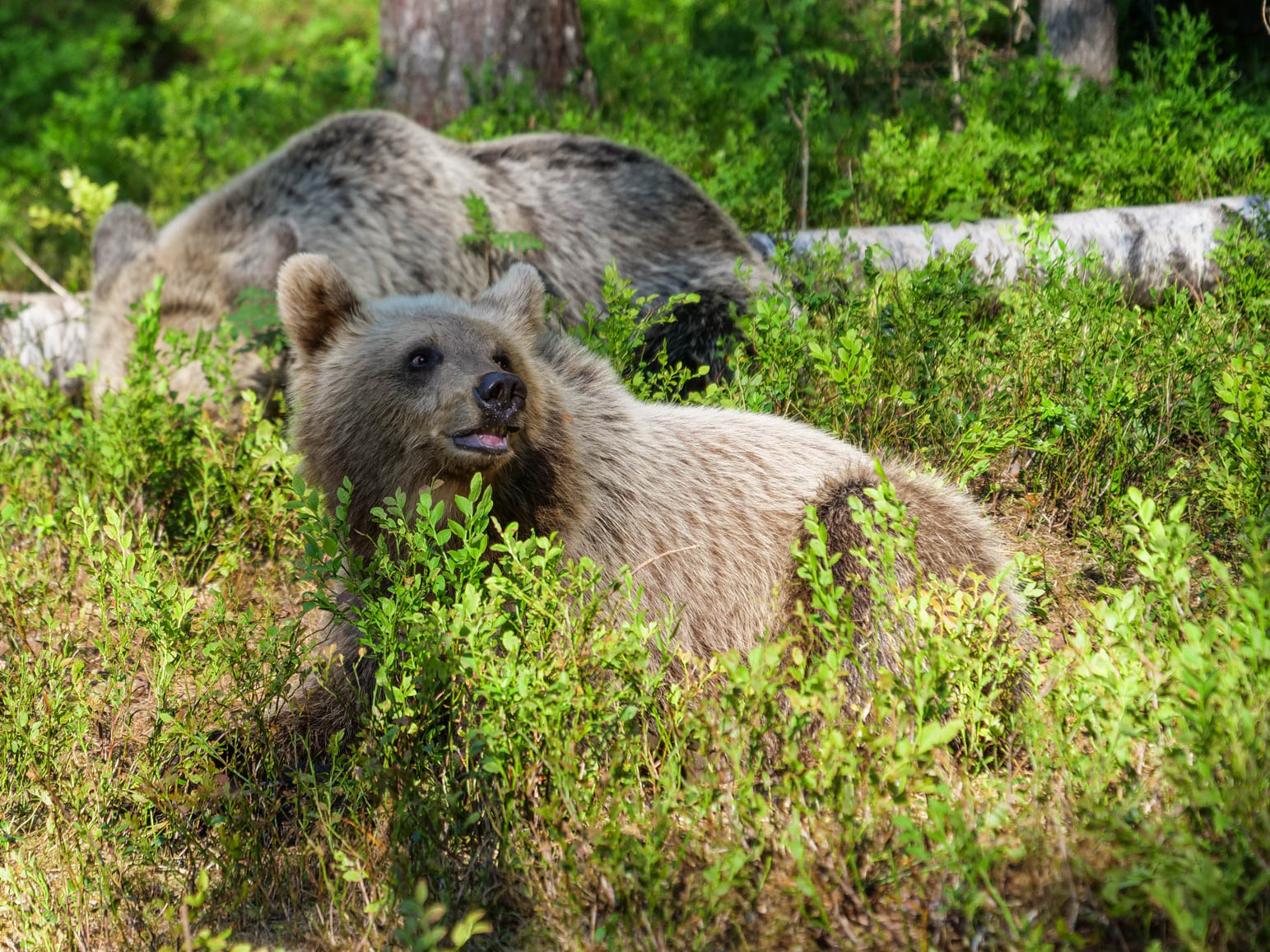 Martinselkonen Wilds Centre