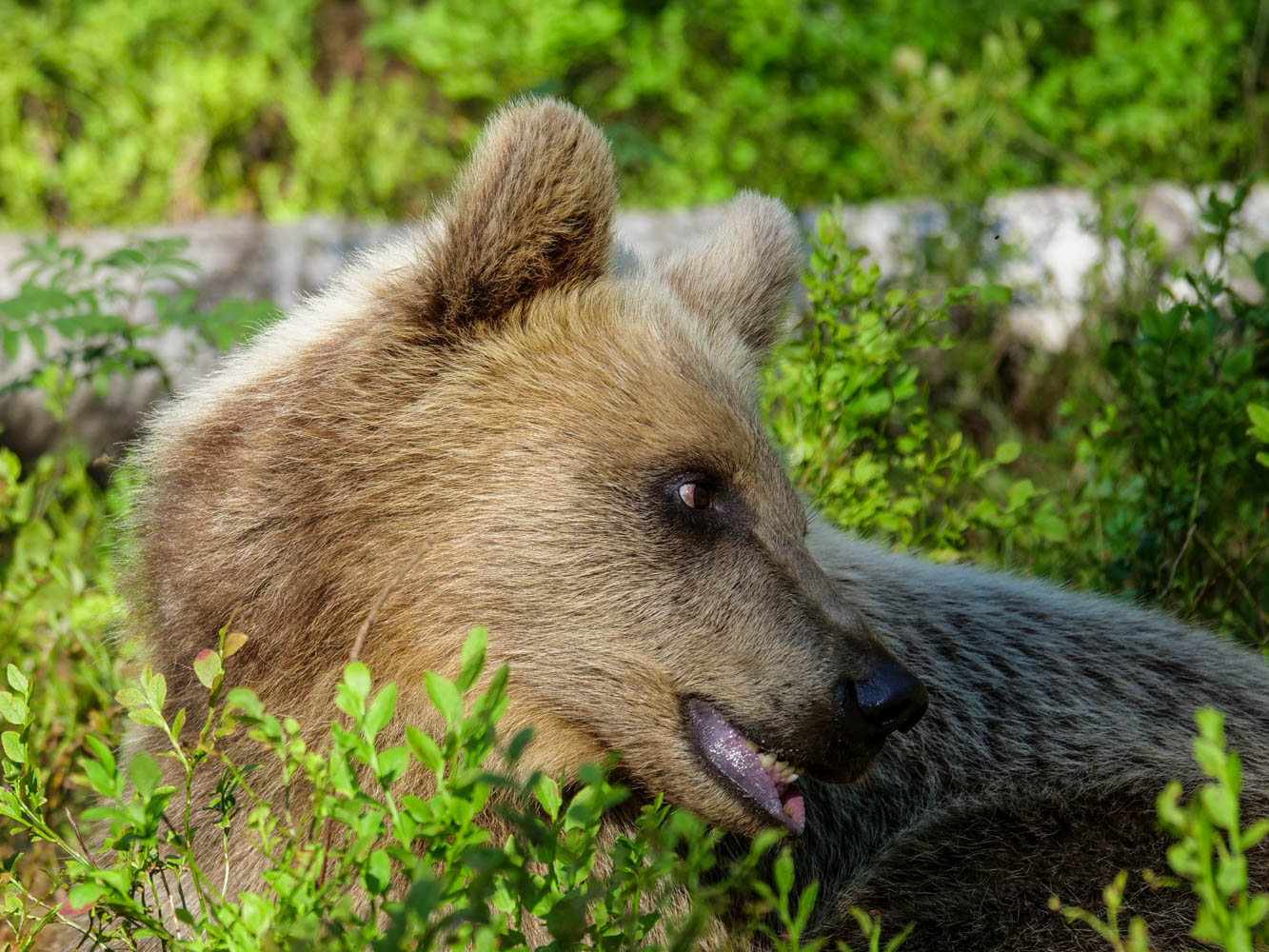 Martinselkonen Wilds Centre