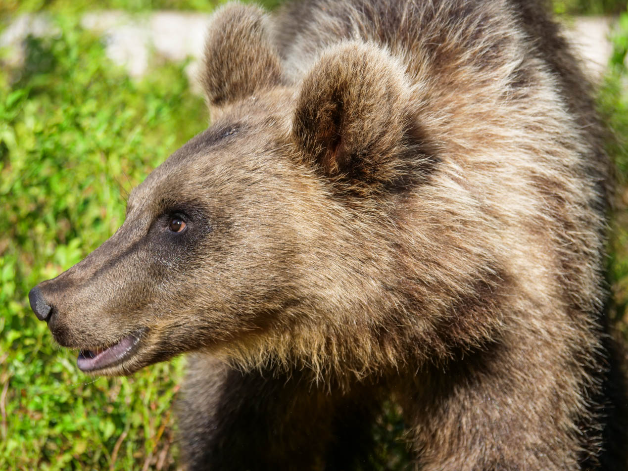 Martinselkonen Wilds Centre