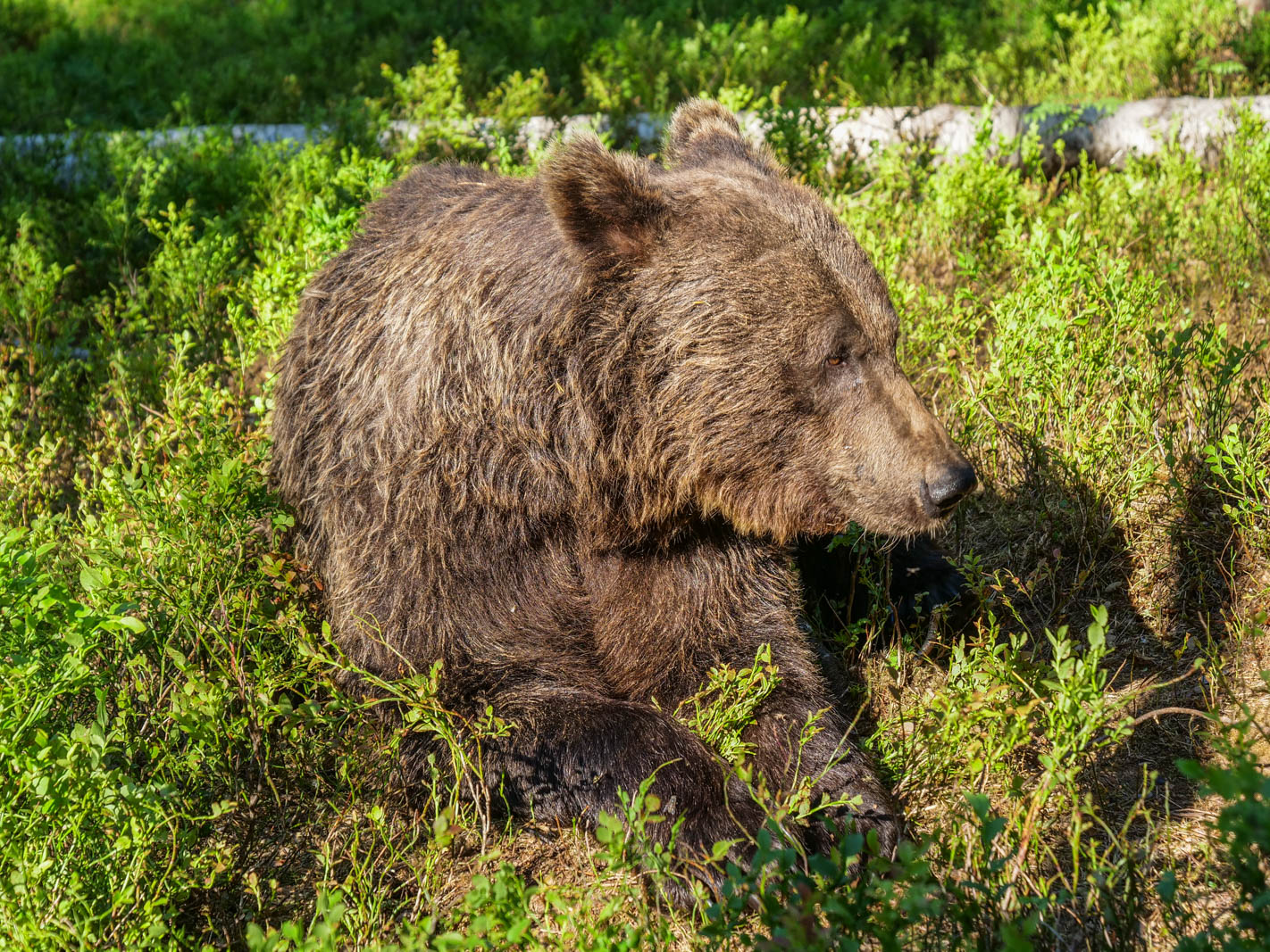 Martinselkonen Wilds Centre