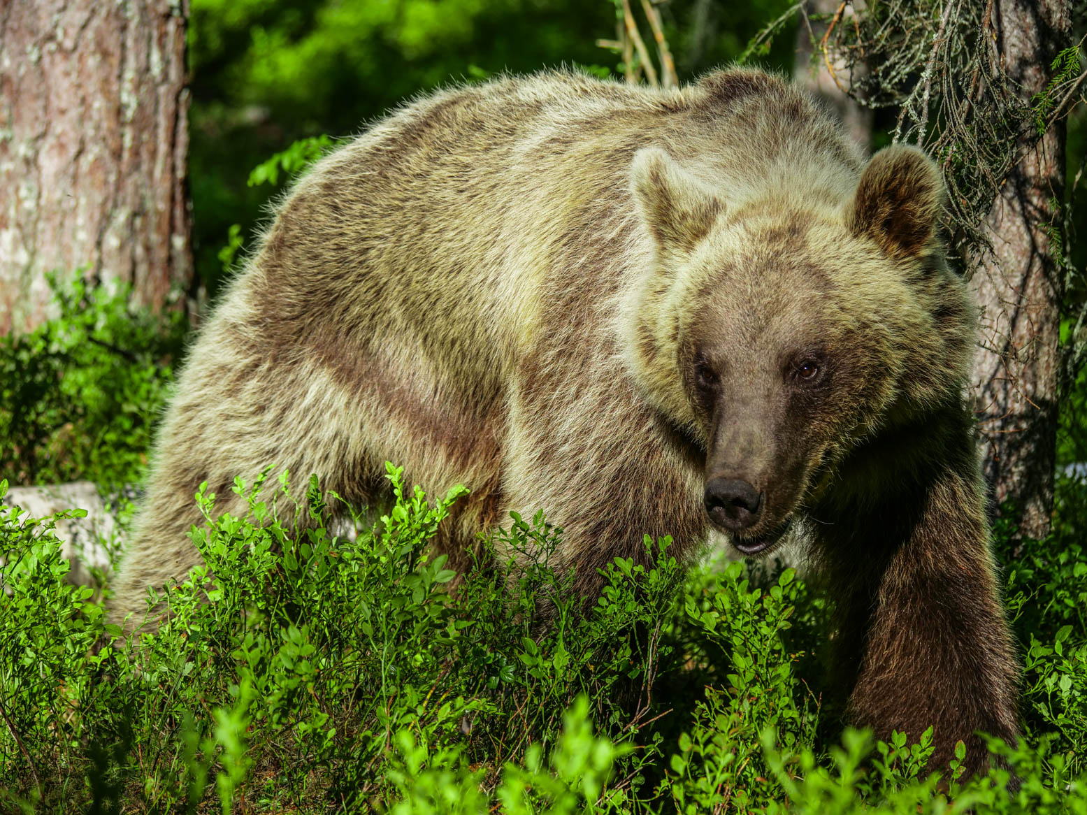 Martinselkonen Wilds Centre