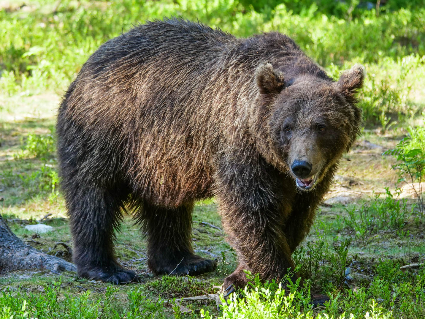 Martinselkonen Wilds Centre