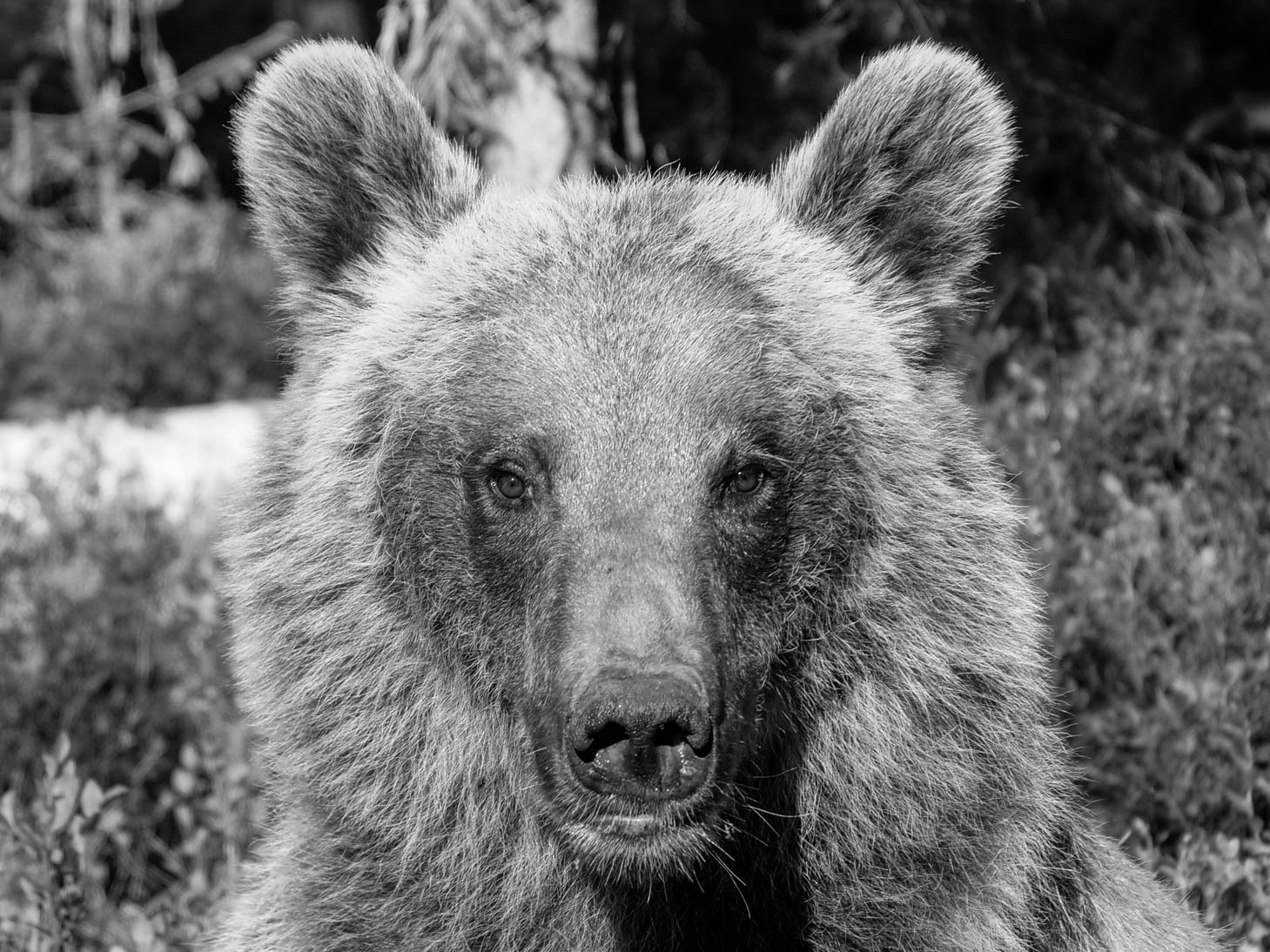 Martinselkonen Wilds Centre