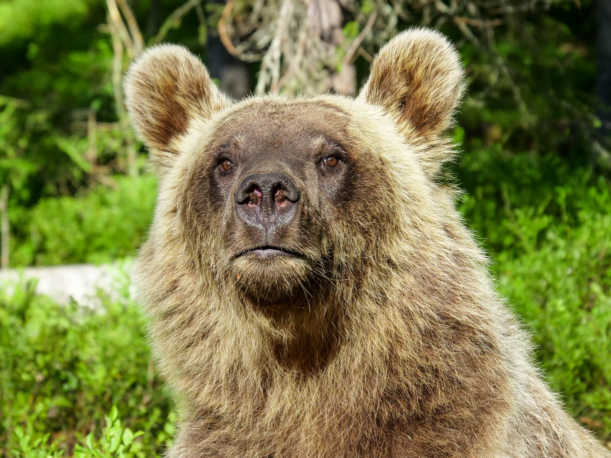 Martinselkonen Wilds Centre