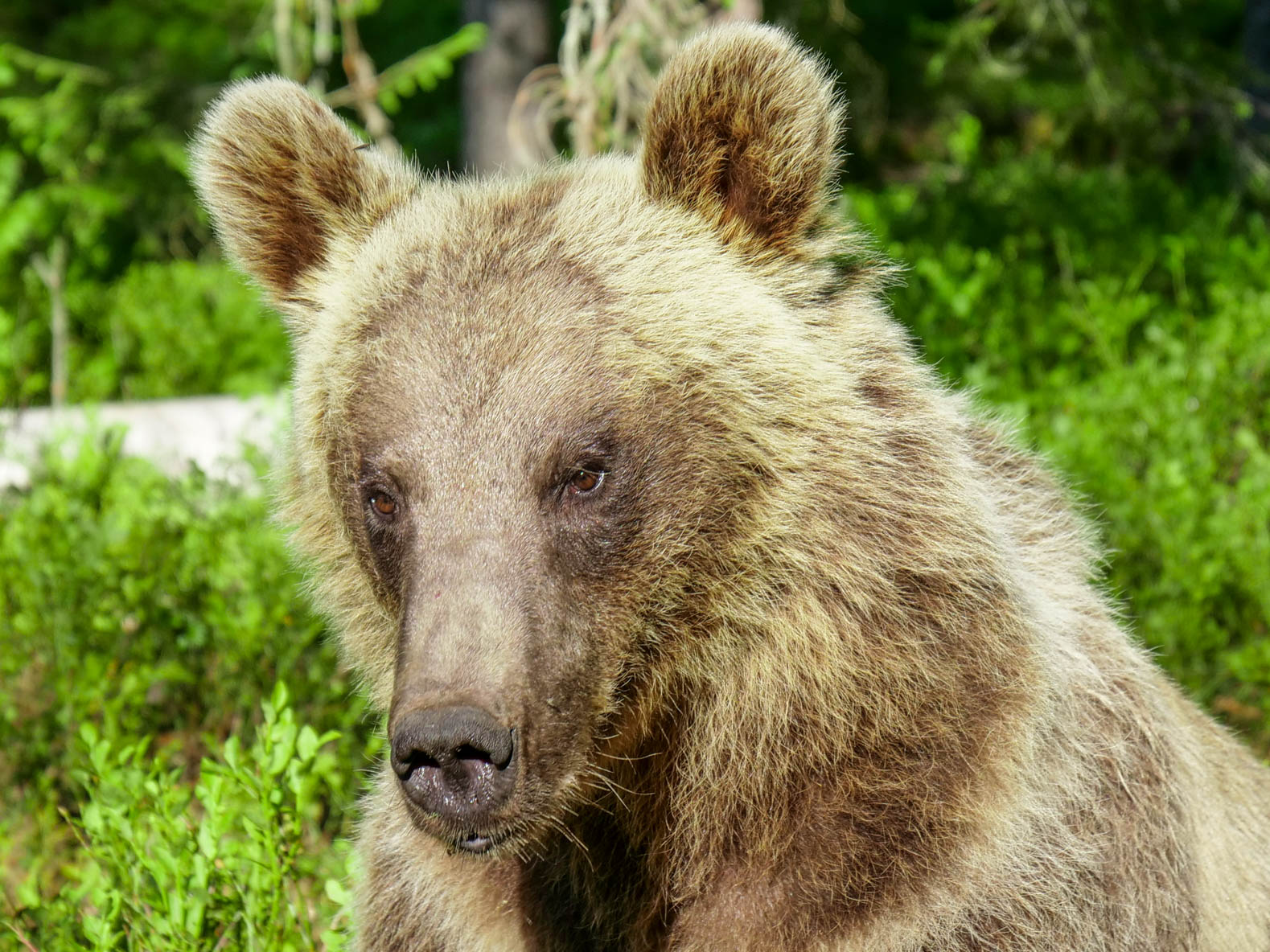 Martinselkonen Wilds Centre