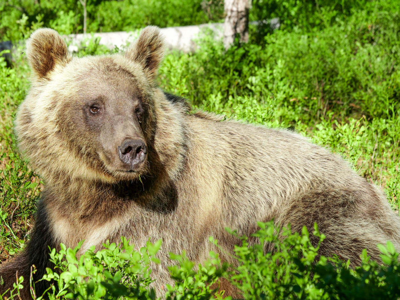 Martinselkonen Wilds Centre