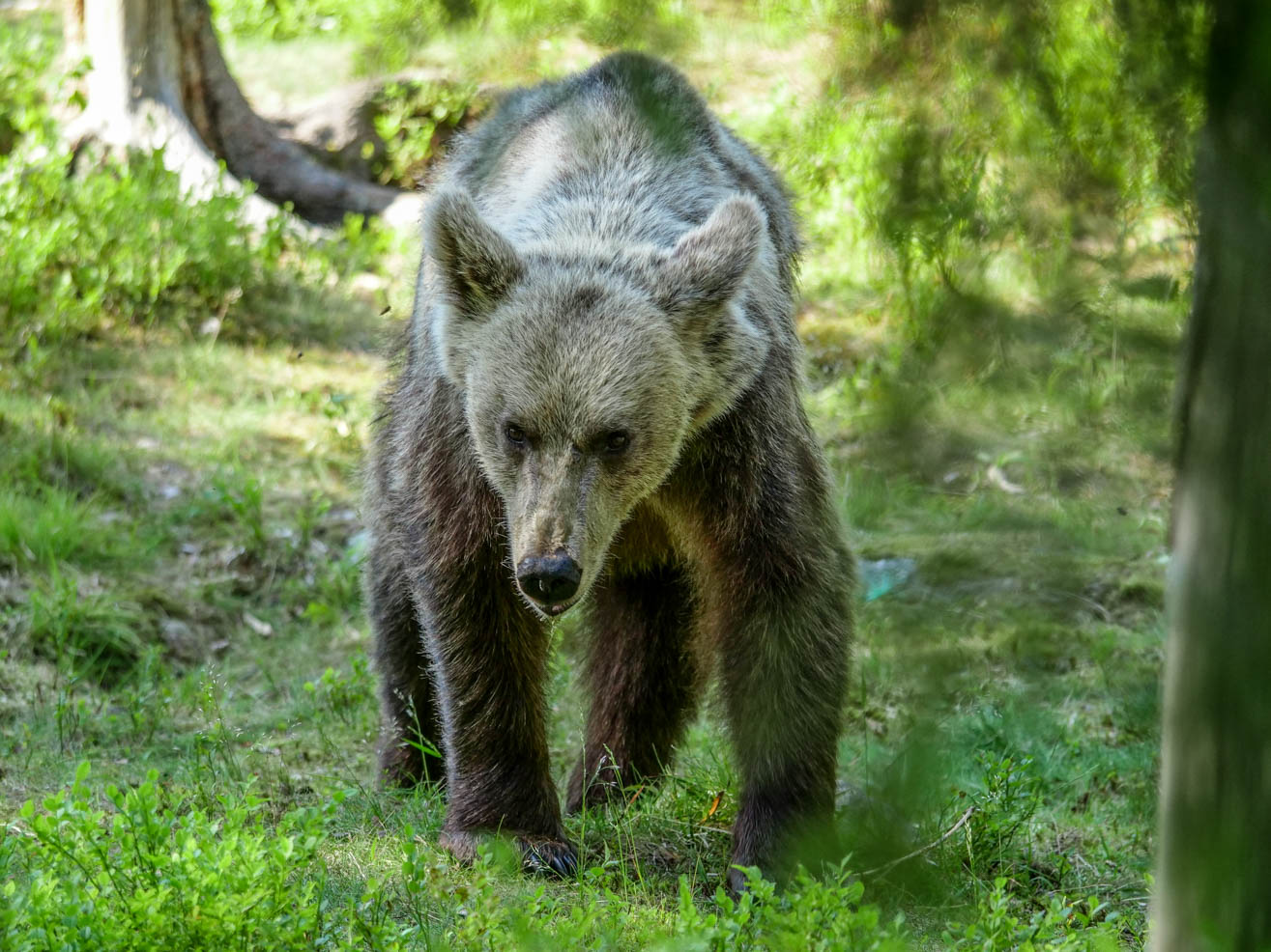 Martinselkonen Wilds Centre