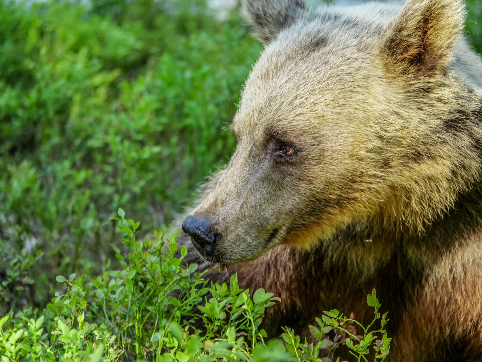 Martinselkonen Wilds Centre