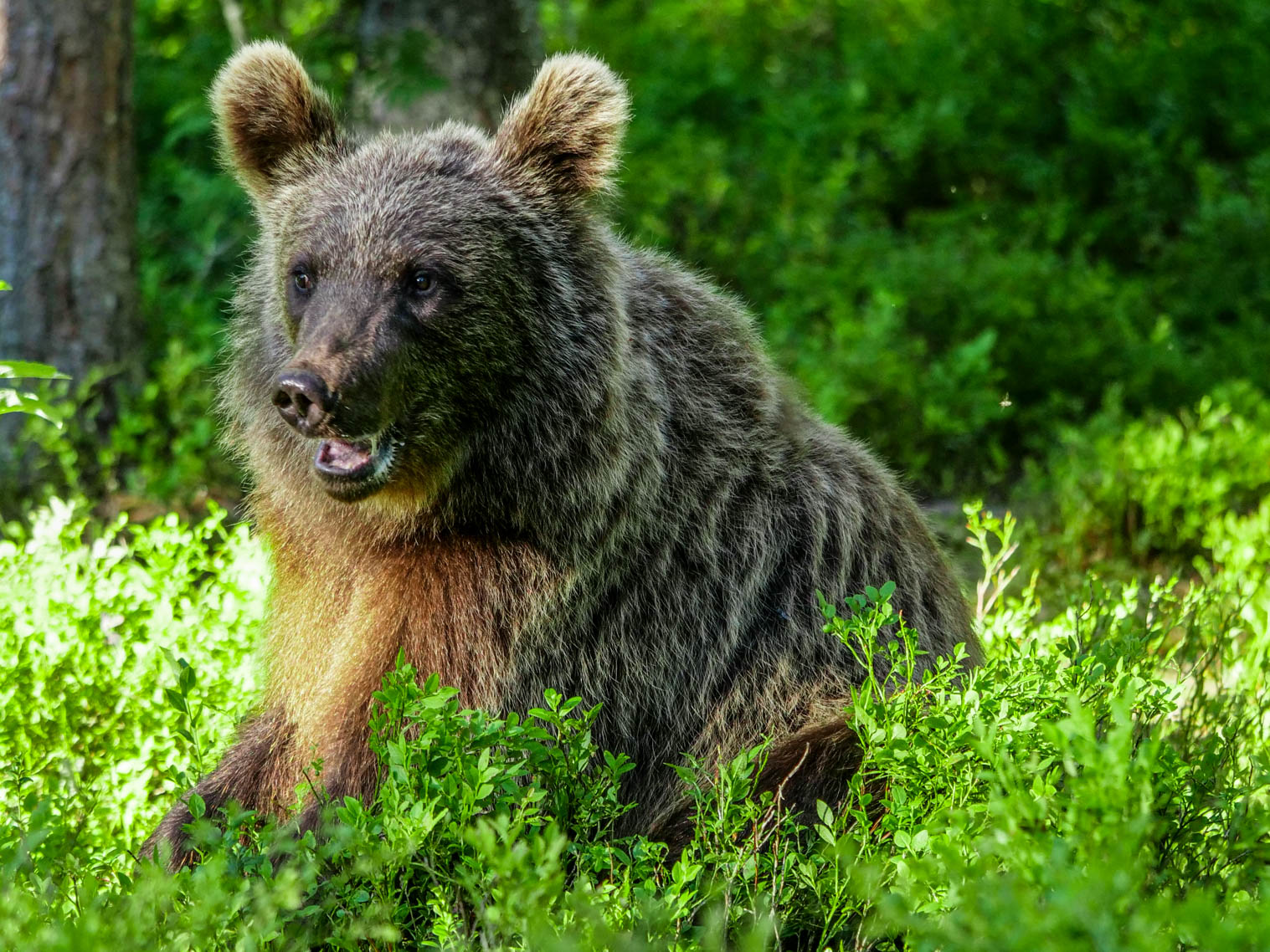 Martinselkonen Wilds Centre