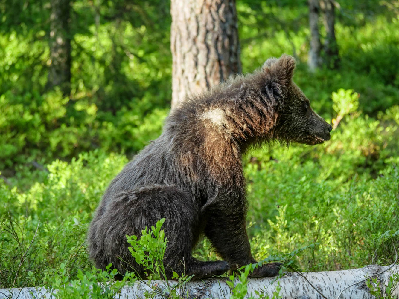 Martinselkonen Wilds Centre