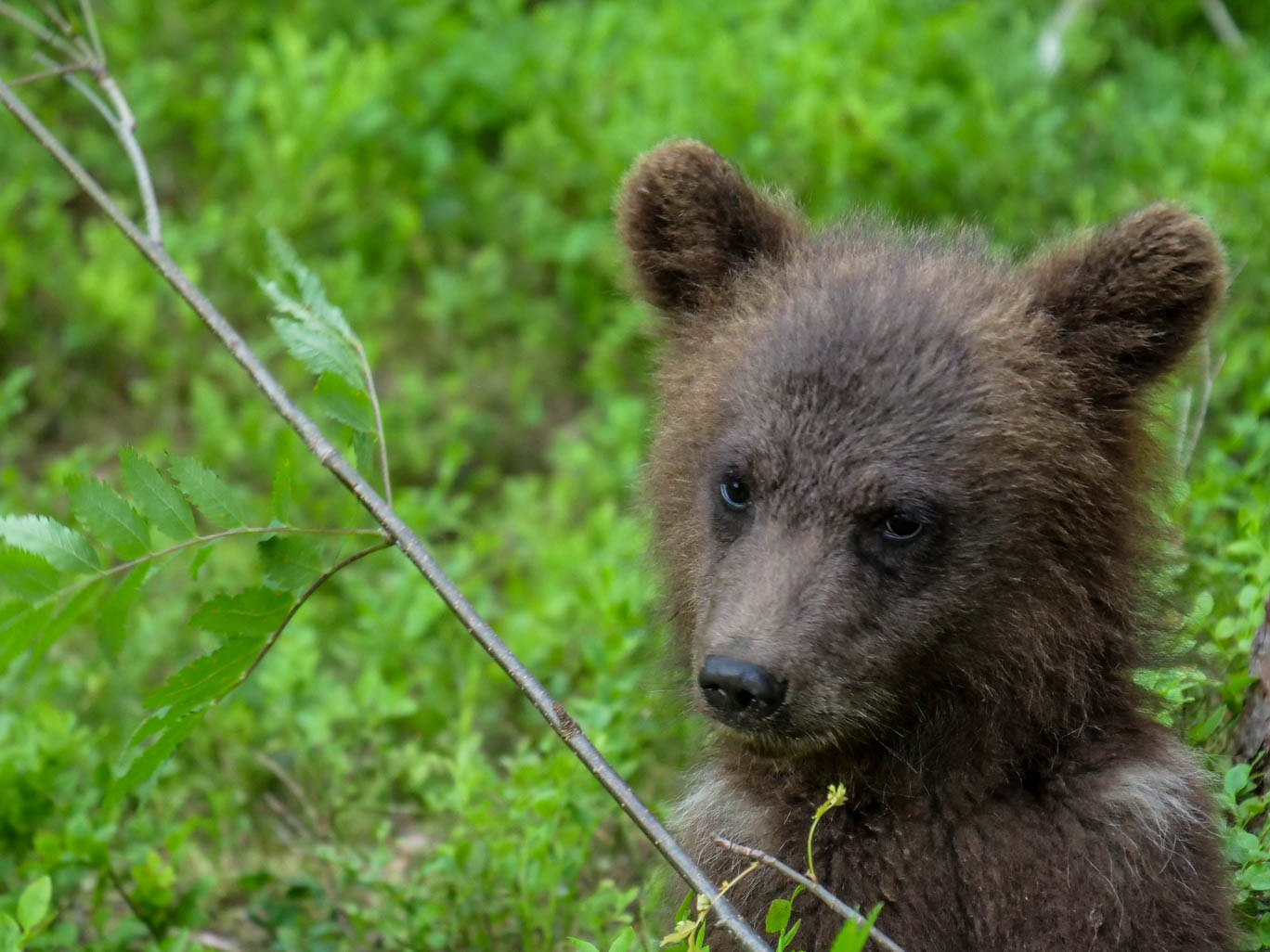 Martinselkonen Wilds Centre