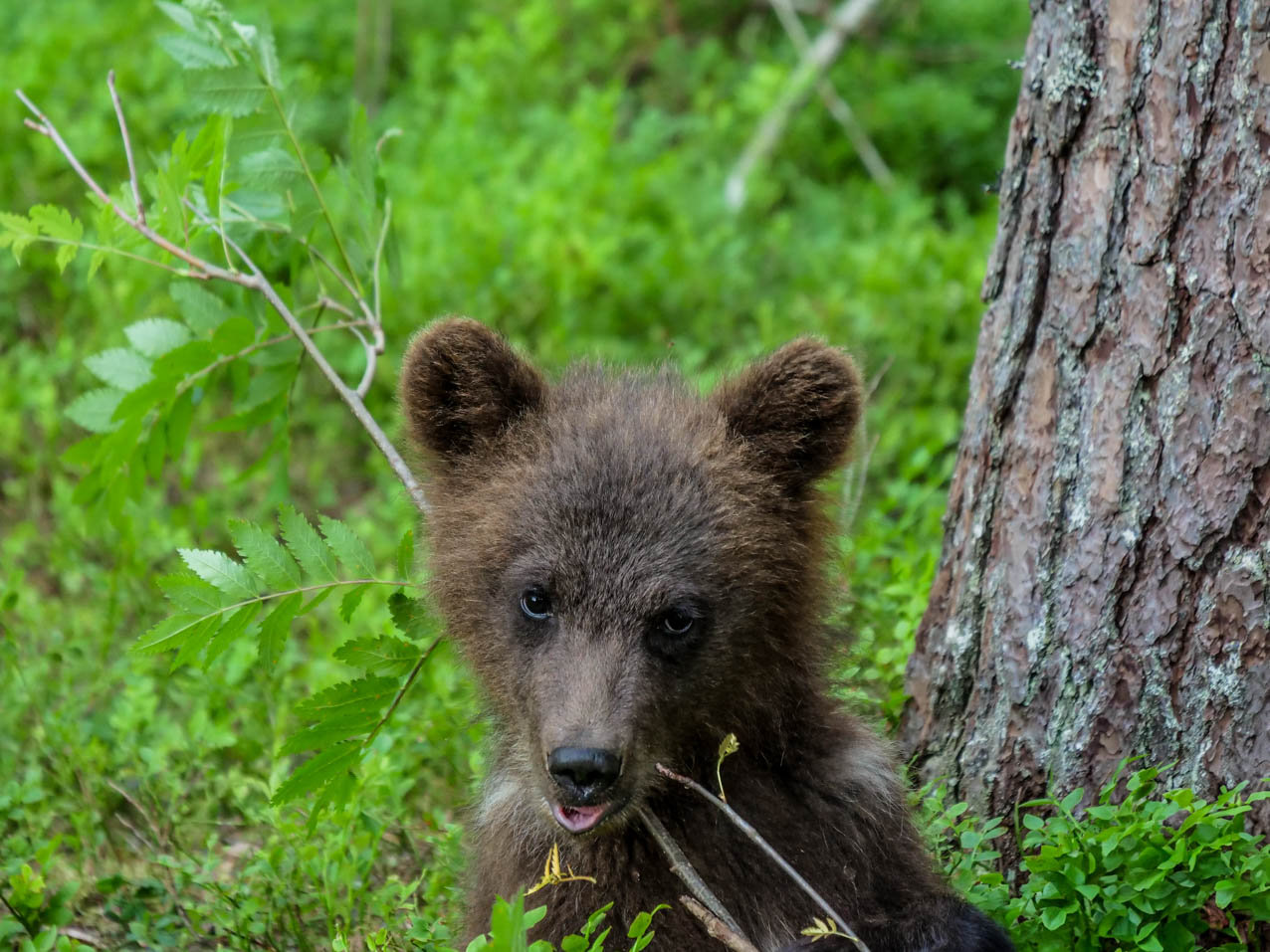 Martinselkonen Wilds Centre