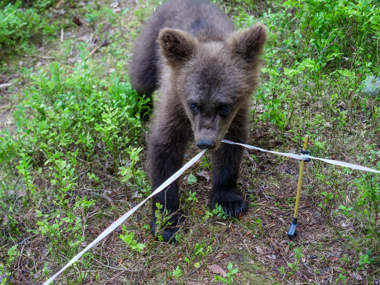 Martinselkonen Wilds Centre