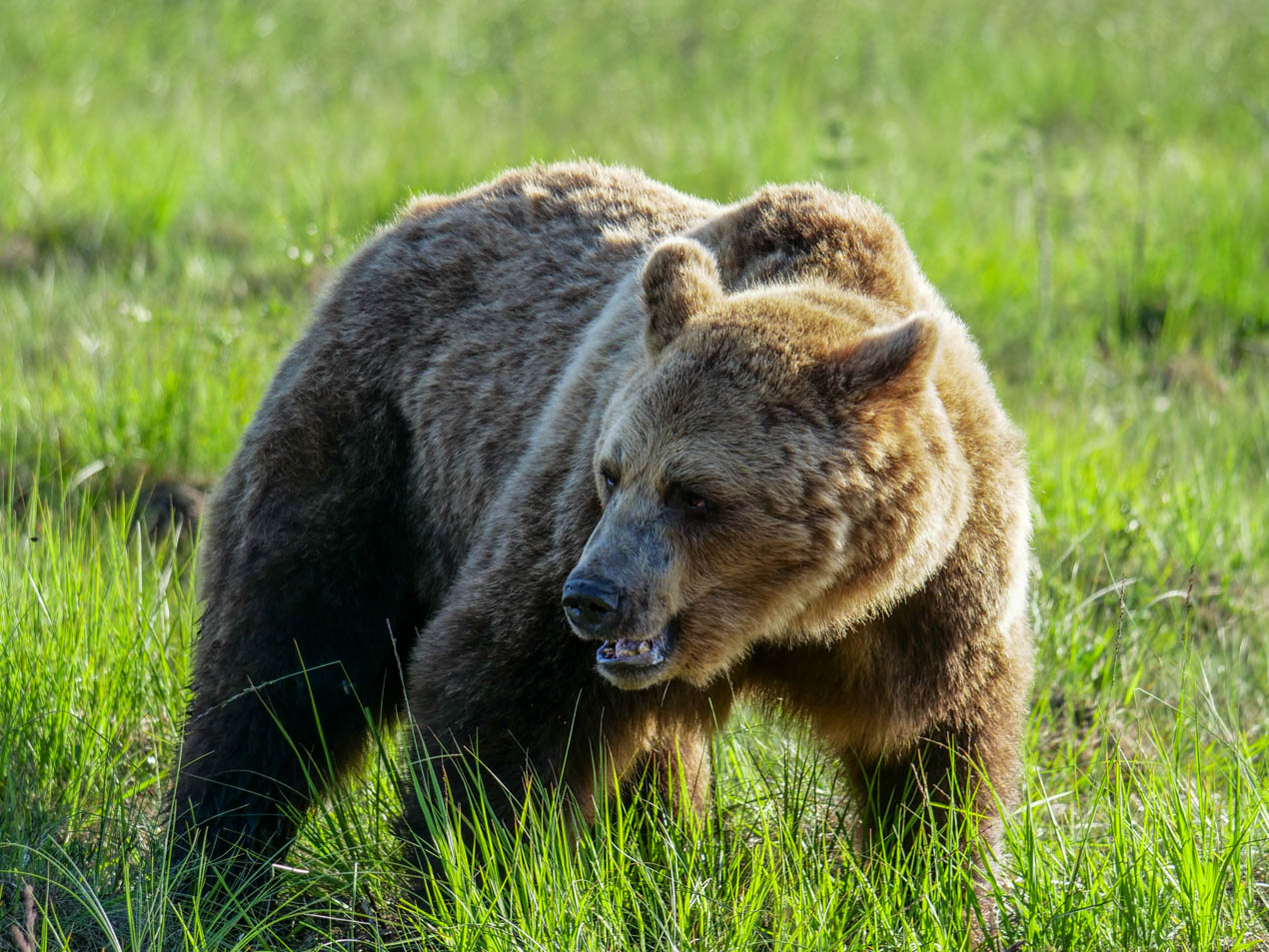 Wildlife Safaris Finland