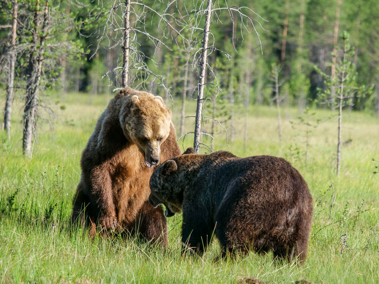 Wildlife Safaris Finland