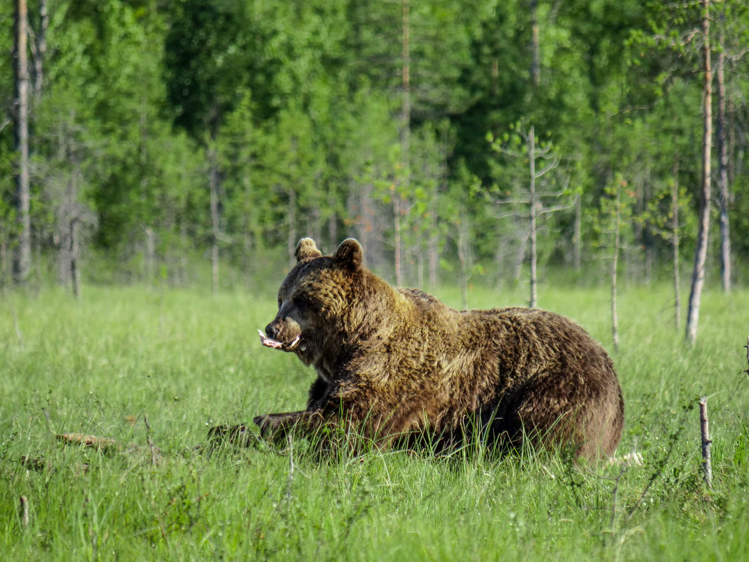Wildlife Safaris Finland