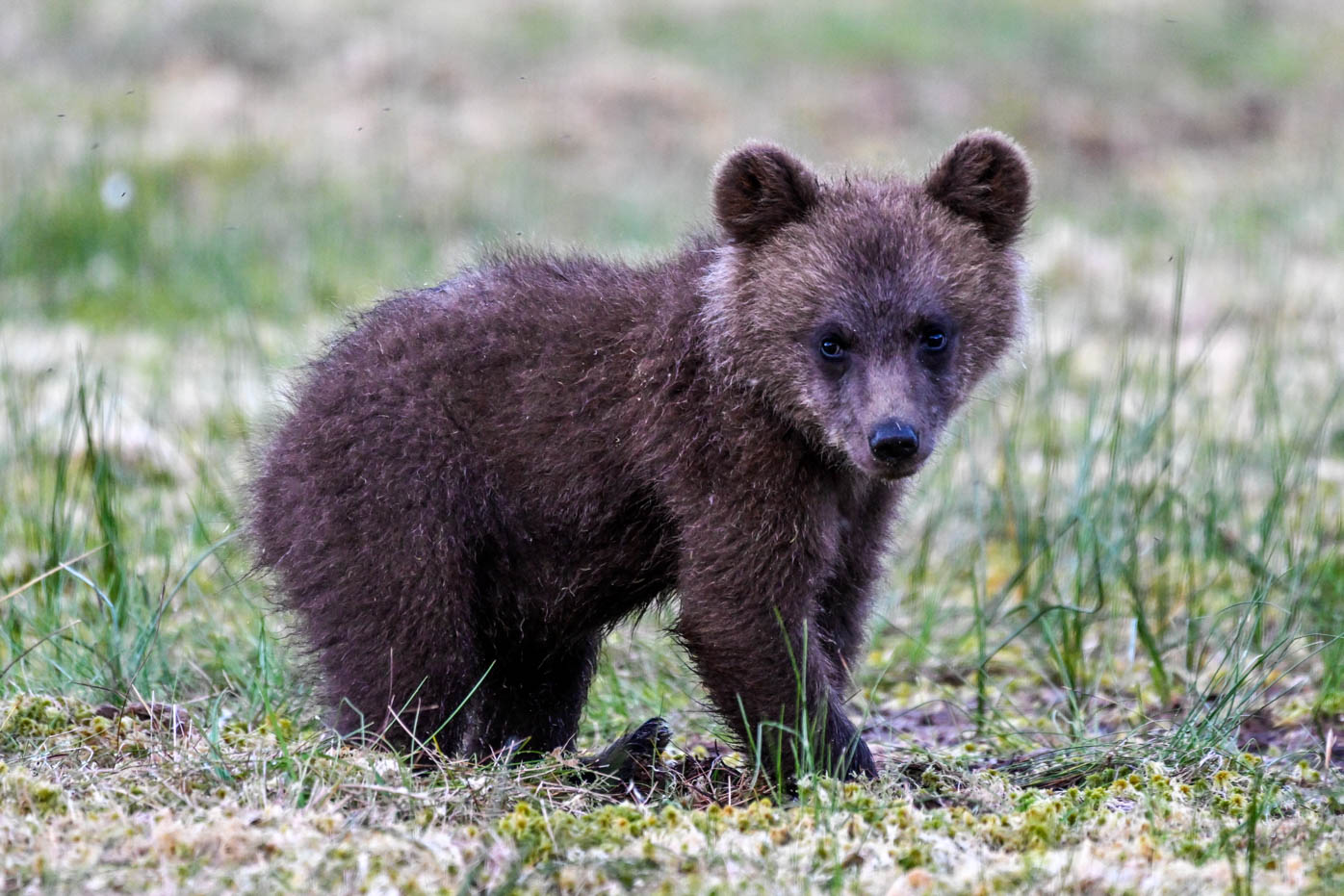 Martinselkonen Wilds Centre
