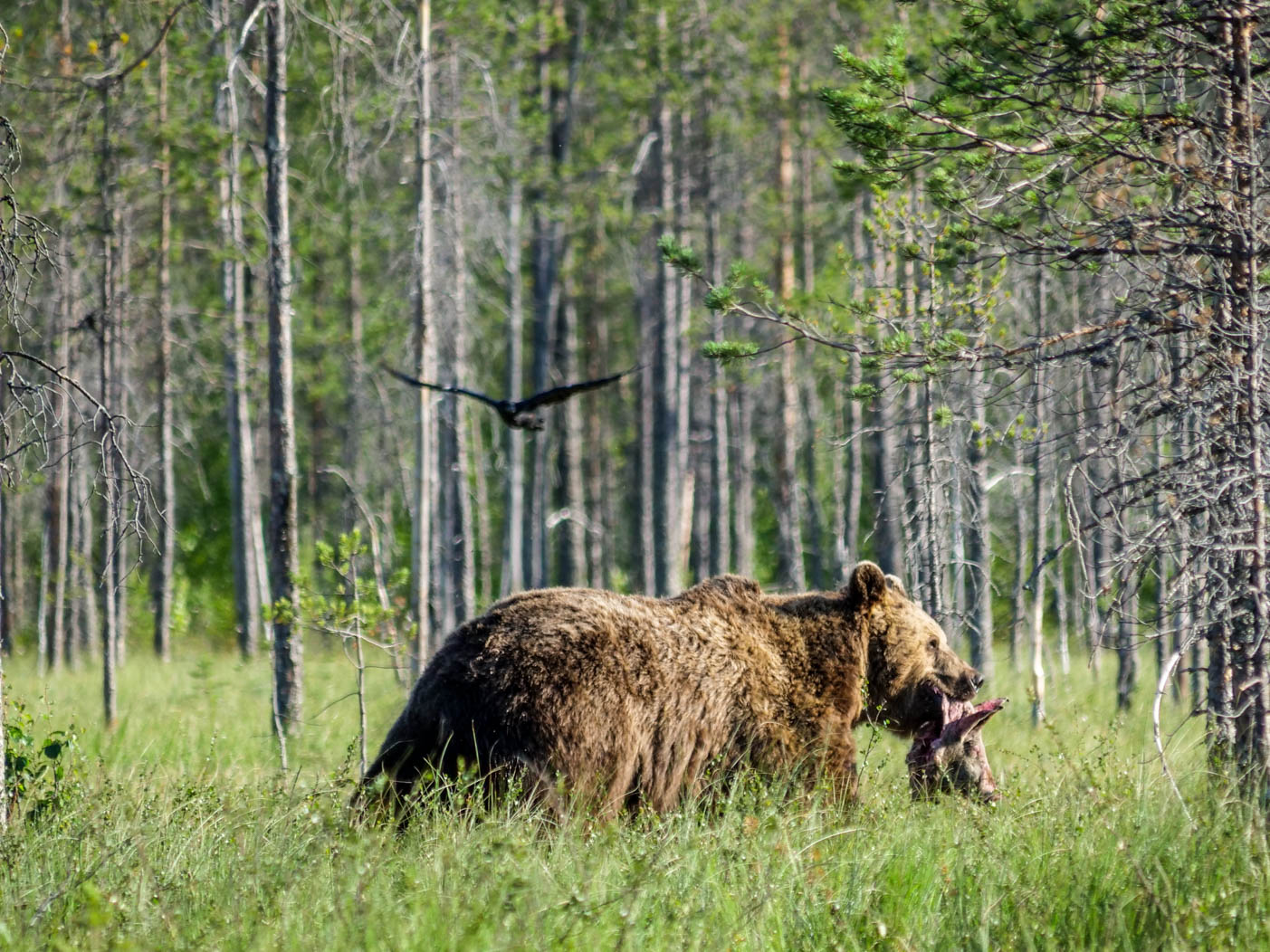 Wildlife Safaris Finland