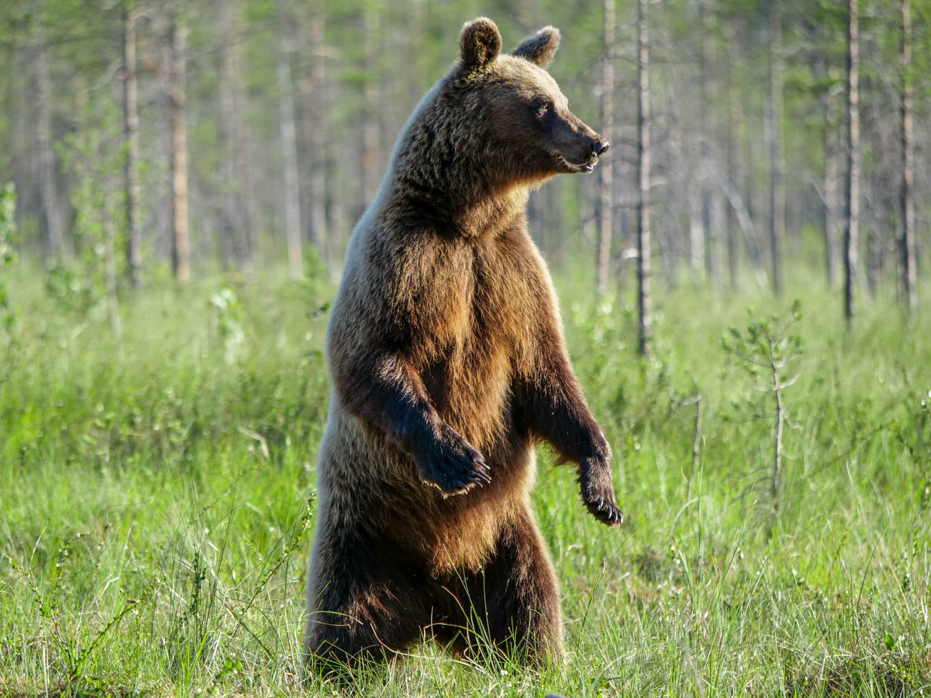 Wildlife Safaris Finland