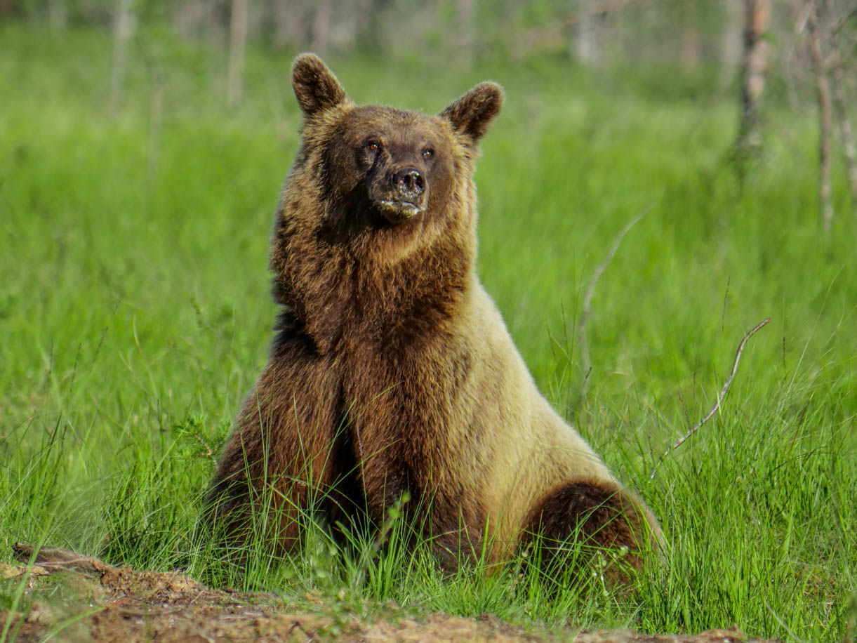 Wildlife Safaris Finland