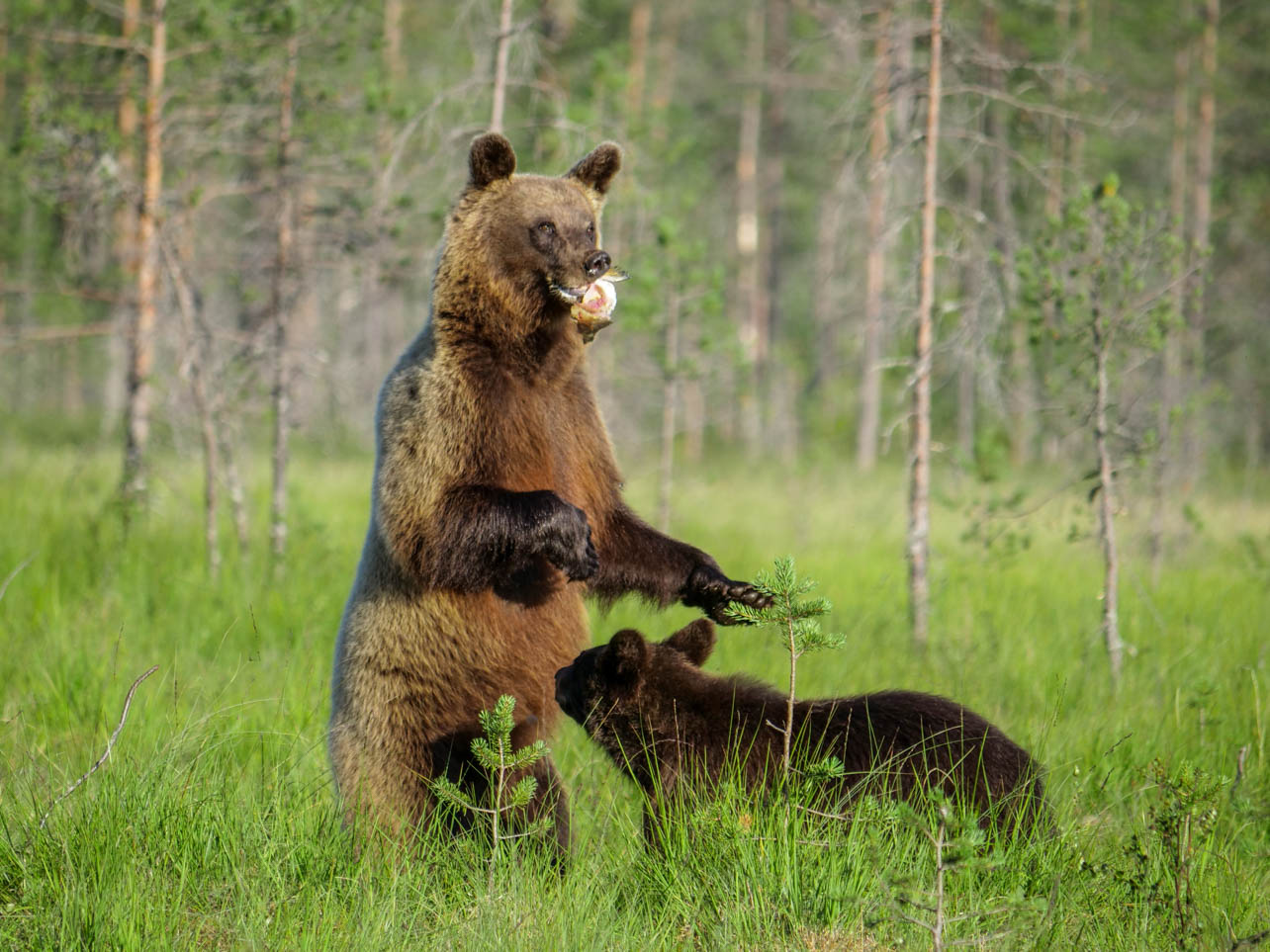 Wildlife Safaris Finland
