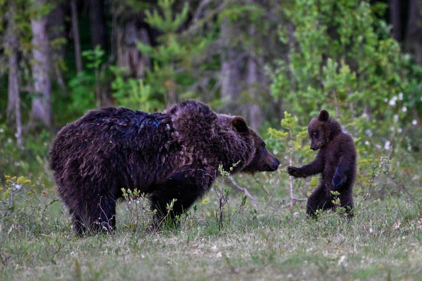Martinselkonen Wilds Centre