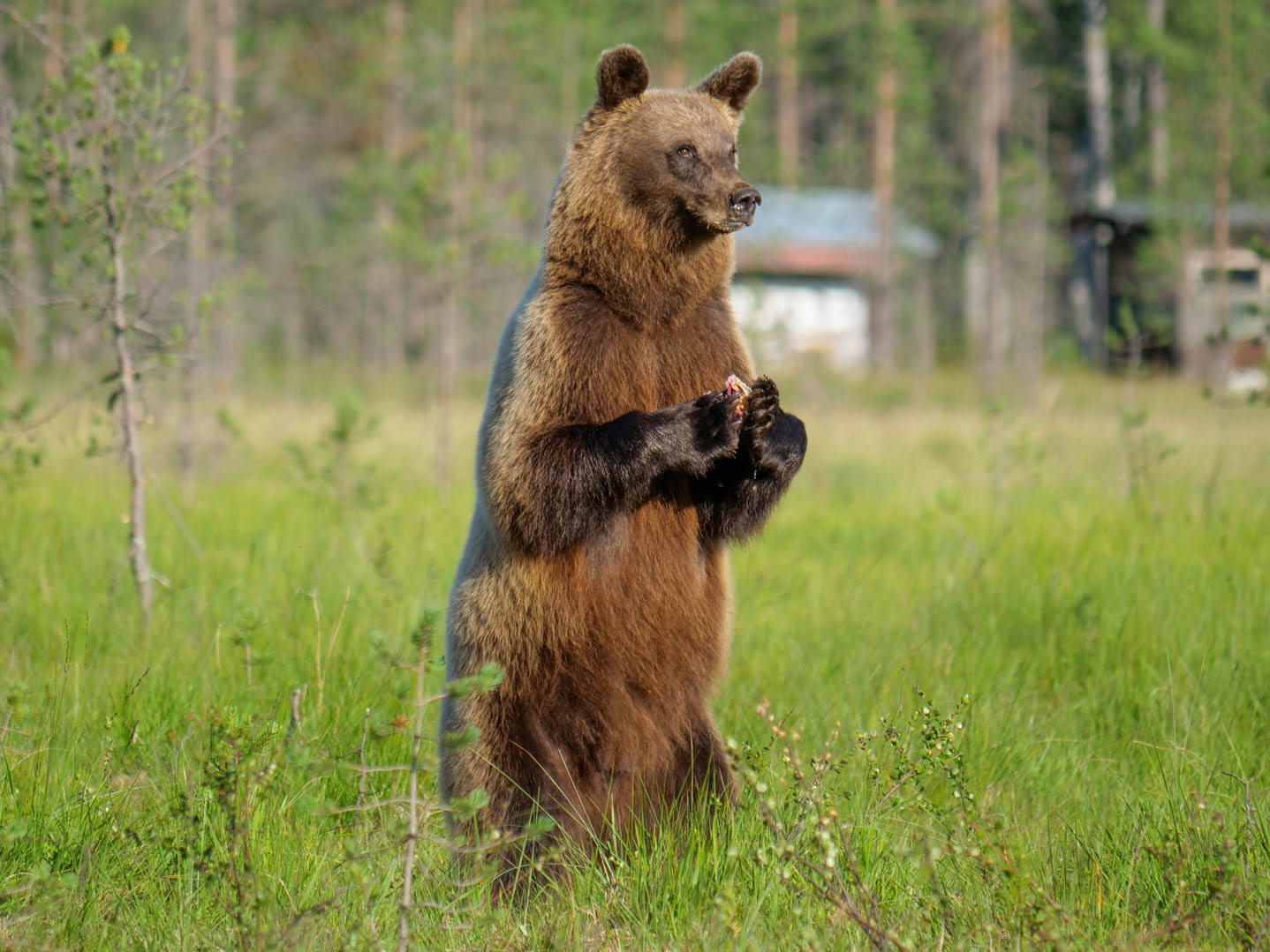 Wildlife Safaris Finland