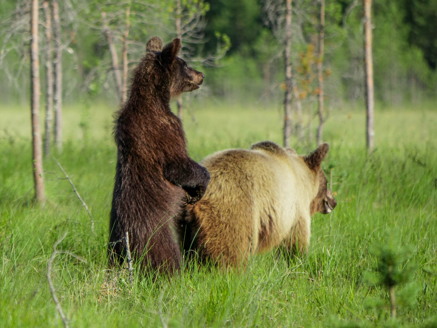 Wildlife Safaris Finland
