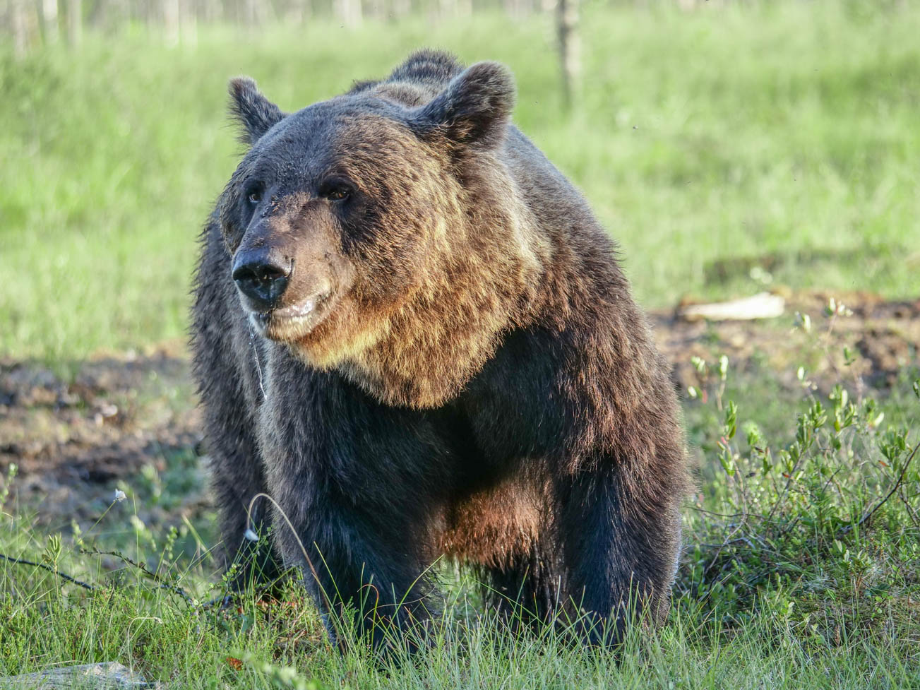 Wildlife Safaris Finland