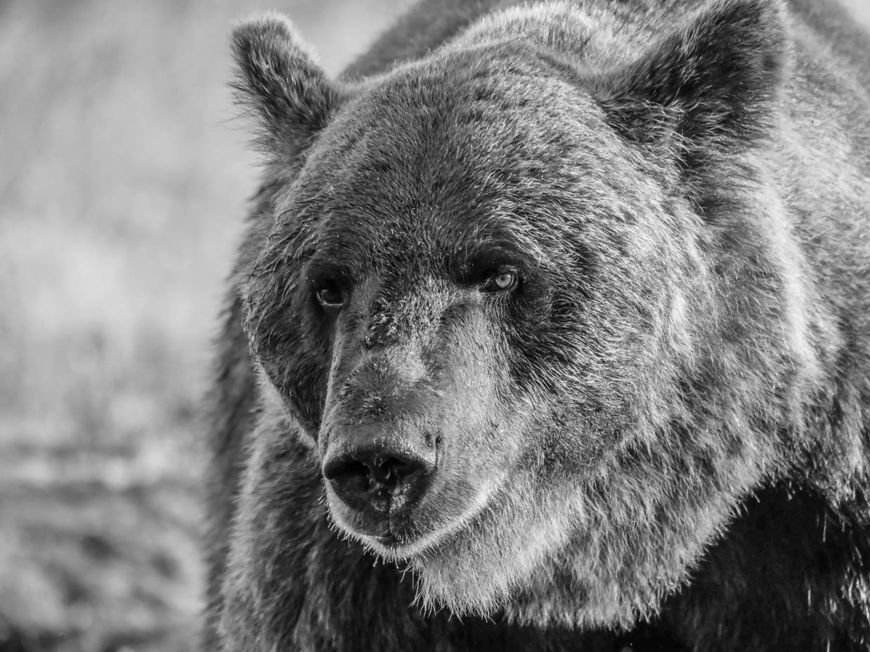 Wildlife Safaris Finland