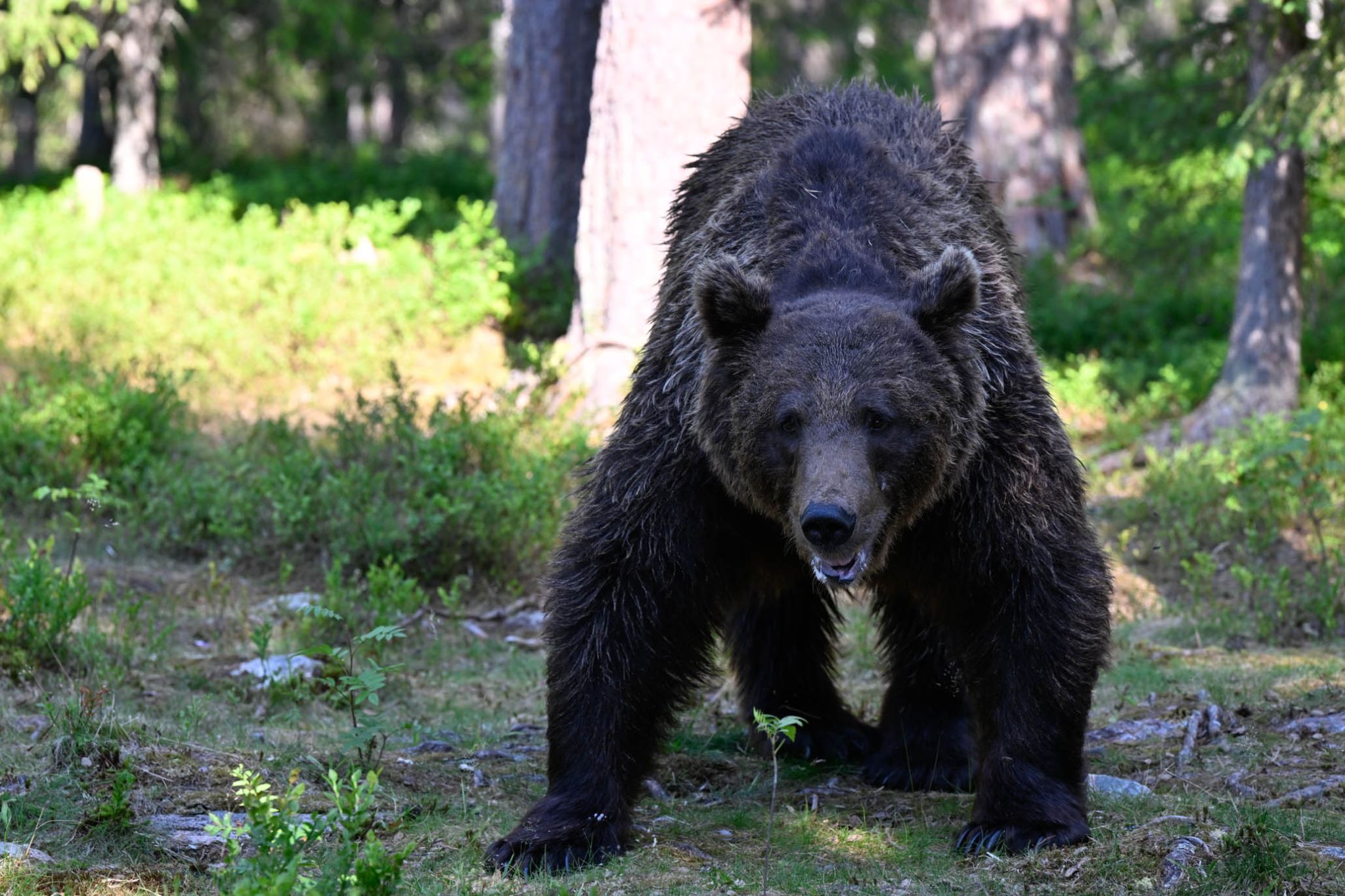 Martinselkonen Wilds Centre